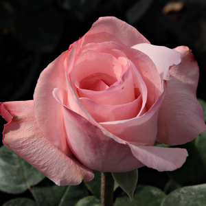 Delset - trandafiri - www.ioanarose.ro
